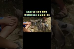 Sad to see the helpless puppies |Animals That Asked People for Help - KAPA #shorts