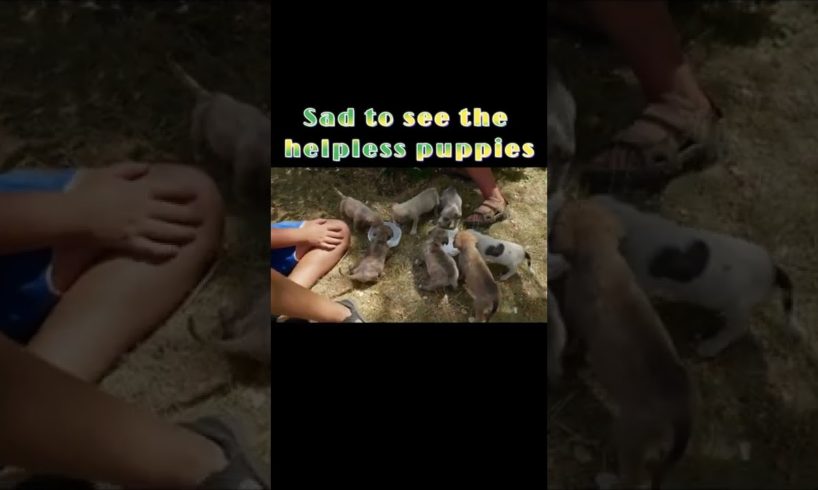 Sad to see the helpless puppies |Animals That Asked People for Help - KAPA #shorts