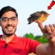 Saving a Baby Bird- Rescue Mission | क्या इस छोटे पक्षी को अपना घर मिल पाएगा? Heart Touching End