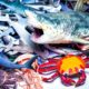 Sea Animals - Shark, Whale, Manta Ray, Dolphin, Megalodon, Octopus, Squid, Crab, Stingray, Lobster