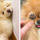 See what these cute puppies are doing😍Do you like These Pupppies?😋 | Cute Puppies