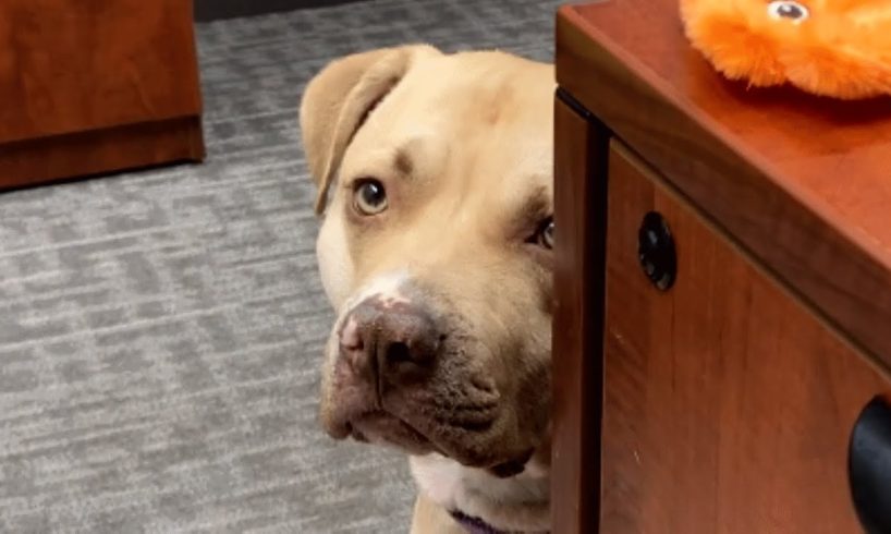 Shelter dog didn't have long to live. So naturally this woman adopted her.