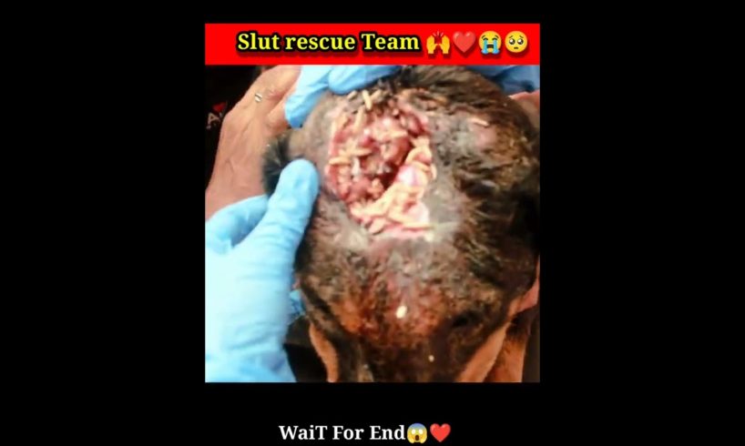 Slut to rescue team ❤🙌 Save to Dog life || 1 like and share his rescues team #shorts #dogrescue