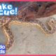 Snake Rescuer Pulls Off An Impossible Rescue! | Dodo Kids | Rescued!