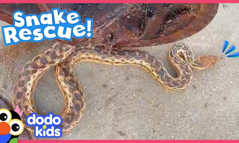 Snake Rescuer Pulls Off An Impossible Rescue! | Dodo Kids | Rescued!