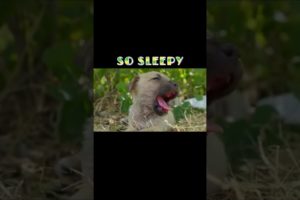 So sleepy Animals That Asked People for Help - KAPA #shorts