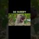 So sleepy Animals That Asked People for Help - KAPA #shorts