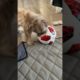 Soccer Shorkie Dog | Cute Dogs | best videos | top cutest puppies | top pets / viral videos best dog
