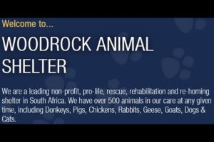 Spending a day at Woodrock Animal Rescue