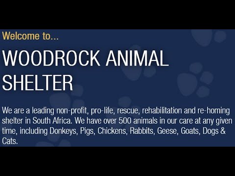 Spending a day at Woodrock Animal Rescue