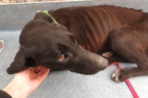 Starving Dog Rescued From Filthy Garage Yard Turns Into Amazing Labrador