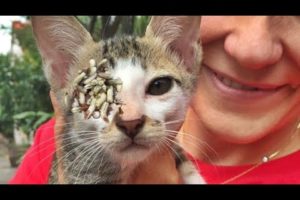 Stray Cat Was Looking For Food When we Found Him (Animal Rescue Video 2022)