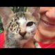 Stray Cat Was Looking For Food When we Found Him (Animal Rescue Video 2022)