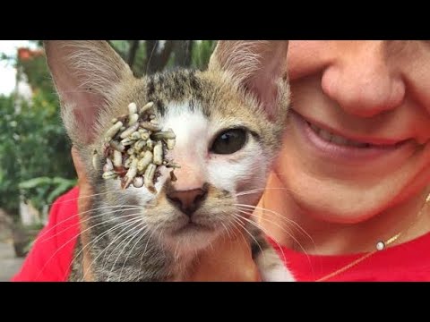 Stray Cat Was Looking For Food When we Found Him (Animal Rescue Video 2022)