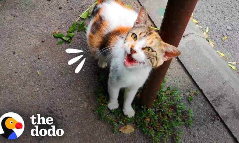Stray Mama Cat Walks Up To Stranger Asking For Help | The Dodo