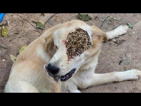 Street Dog RESCUED Right on Time! Feeding Abandoned Stray Dog And Animal Rescue