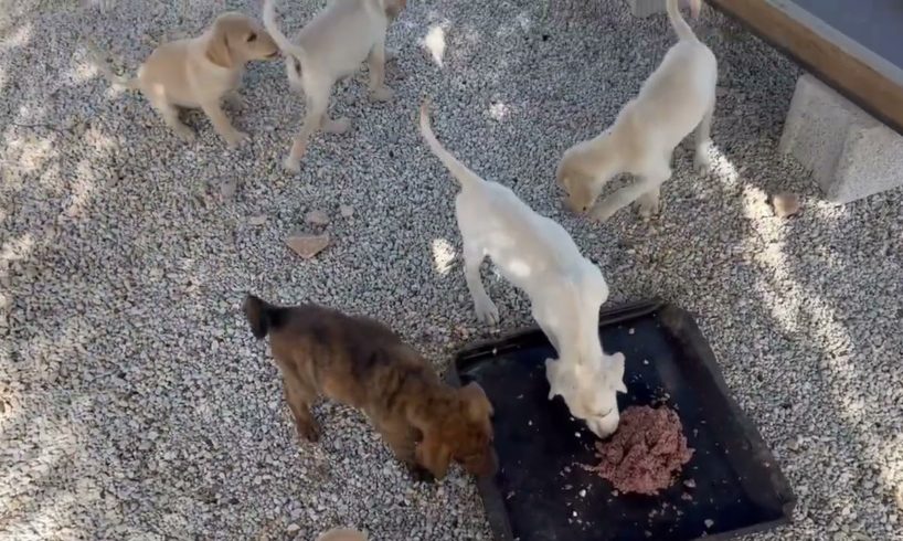 Sunday breakfast for the puppies ❤️ - Takis Shelter