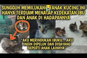 Sungguh Memilukan Anak Kucing ini Hanya Terdiam Melihat Kedekatan Ibu Anak di Hadapannya Video Sedih