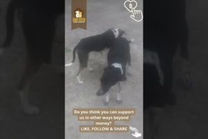 Support animals right, in any way you can
