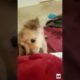 🤩THE CUTEST PUPPY🐶 #shorts #blooper #funny #funnyvideo