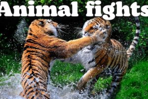 THE WILD SIDE OF ANIMALS | The Greatest Animal Fights|  Part 2