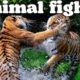 THE WILD SIDE OF ANIMALS | The Greatest Animal Fights|  Part 2