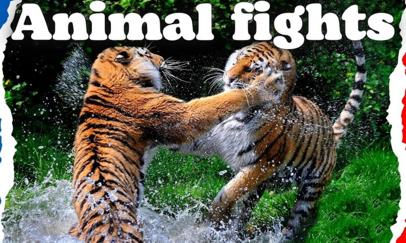 THE WILD SIDE OF ANIMALS | The Greatest Animal Fights|  Part 2