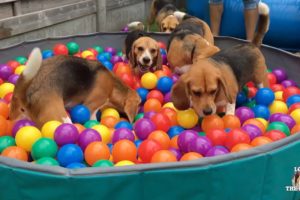 TOP 10 Beagle Dog Parties Ft. Louie & Marie