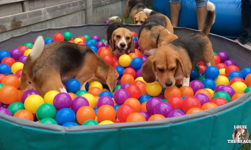 TOP 10 Beagle Dog Parties Ft. Louie & Marie