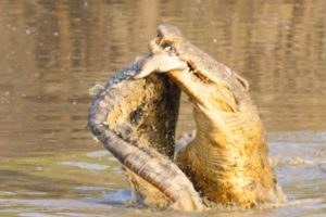 TOP CROCODILE FIGHTS  - ANIMAL FIGHT VIDEOS