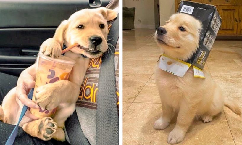 The Adorable Golden Dogs Are Doing Funny Things 🥰🐶🐶 | Cute Puppies