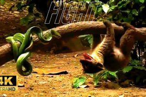 The BEST AMAZING But CRAZY Animal FIGHTS of 2022!🙀