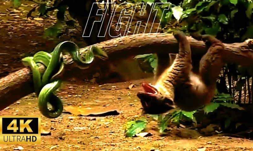The BEST AMAZING But CRAZY Animal FIGHTS of 2022!🙀
