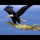 The Best Of Eagle Attacks, Amazing Moments Of Wild Animal Fights! Wild Discovery Animals #trending