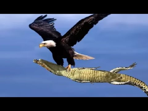 The Best Of Eagle Attacks, Amazing Moments Of Wild Animal Fights! Wild Discovery Animals #trending