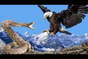 The Best Of Eagle Attacks - Most Amazing Moments Of Wild Animal Fights! Wild Discovery Animals