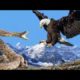 The Best Of Eagle Attacks - Most Amazing Moments Of Wild Animal Fights! Wild Discovery Animals