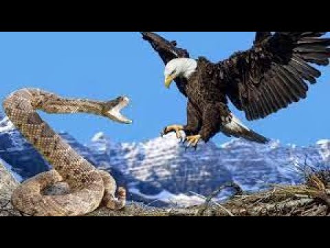 The Best Of Eagle Attacks - Most Amazing Moments Of Wild Animal Fights! Wild Discovery Animals