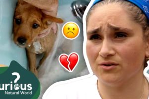The CUTEST Puppies That Aren't Being Properly Cared For! 😡🥺 | Curious?: Natural World