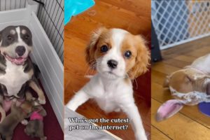 The Cutest Puppies On Tiktok 🐶 | Cute Puppy Compilation