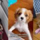 The Cutest Puppies On Tiktok 🐶 | Cute Puppy Compilation