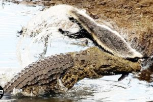 The Honey Badger Fights The Crocodile And What Happens Next?