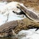 The Honey Badger Fights The Crocodile And What Happens Next?