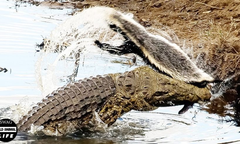 The Honey Badger Fights The Crocodile And What Happens Next?