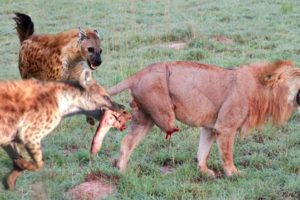 The Lion's Leg Was Bitten Off By Hyena During A Fierce Confrontation Over Food - Lion Vs Hyenas