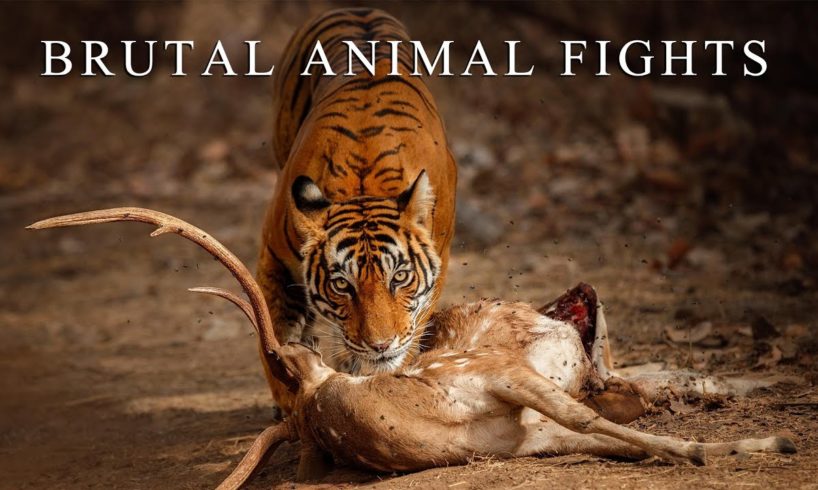 The Most Brutal Animal Fights You've Ever Seen | Cruel Wild Nature