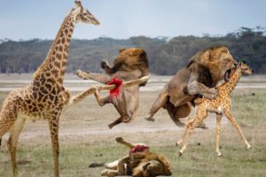 The Mother Giraffe Alone Fights With The Ferocious Lions To Save The Cubs || Wild Animal Fight