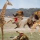 The Mother Giraffe Alone Fights With The Ferocious Lions To Save The Cubs || Wild Animal Fight