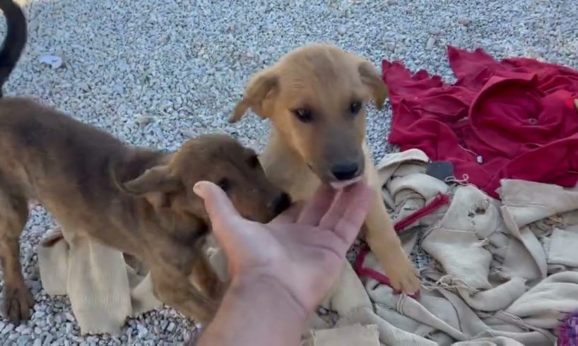 The cute lovely puppy came in the shelter very scared a few days ago and now he is doing great 😍