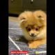 The cutest puppy ever playing with his food #pomeranian #puppy #dog #shorts #tiktok #puppy #love